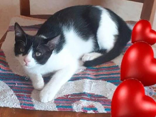 Vuoi adottare un gatto a Benevento?