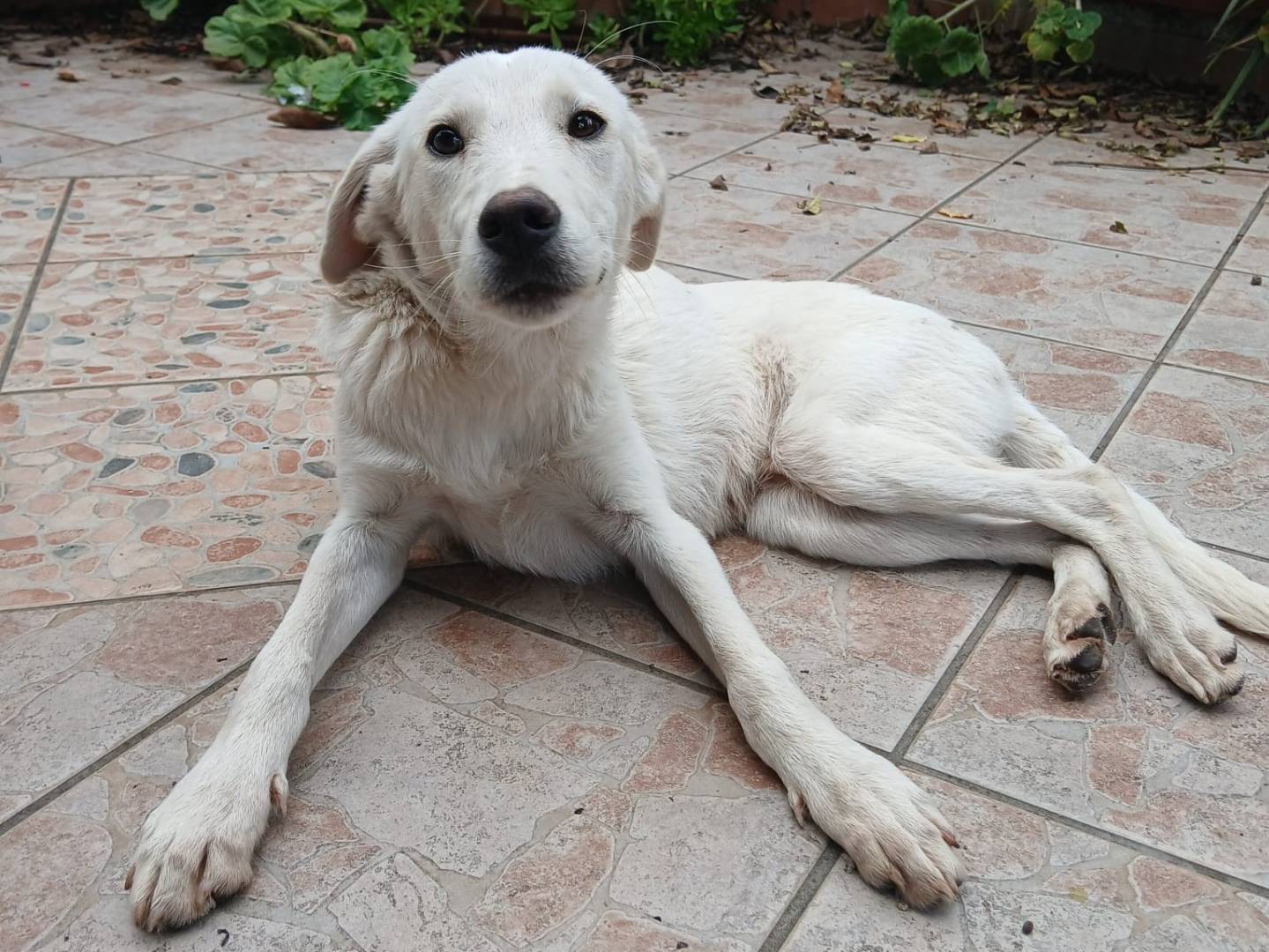 Adotta un cane, maschio, 5 mesi, Agrigento