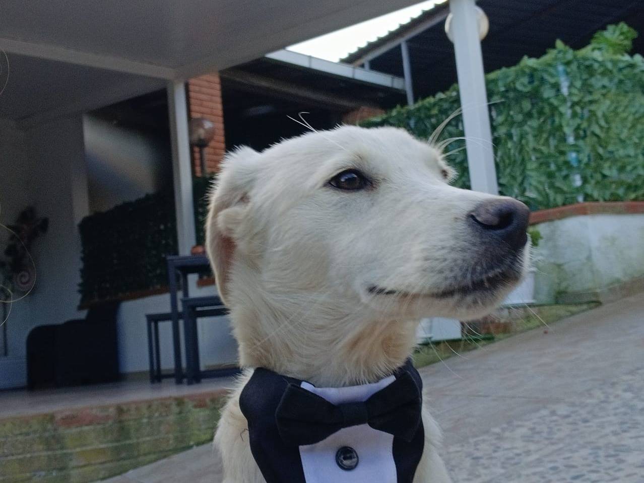 Adotta un cane, taglia media, maschio, Agrigento