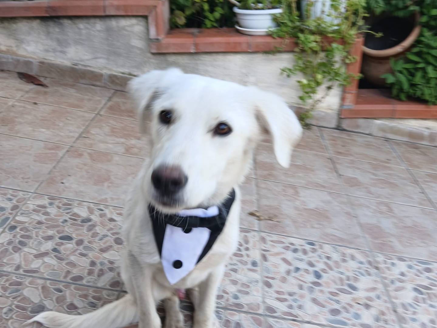 Adotta il cane MARTINO a Agrigento