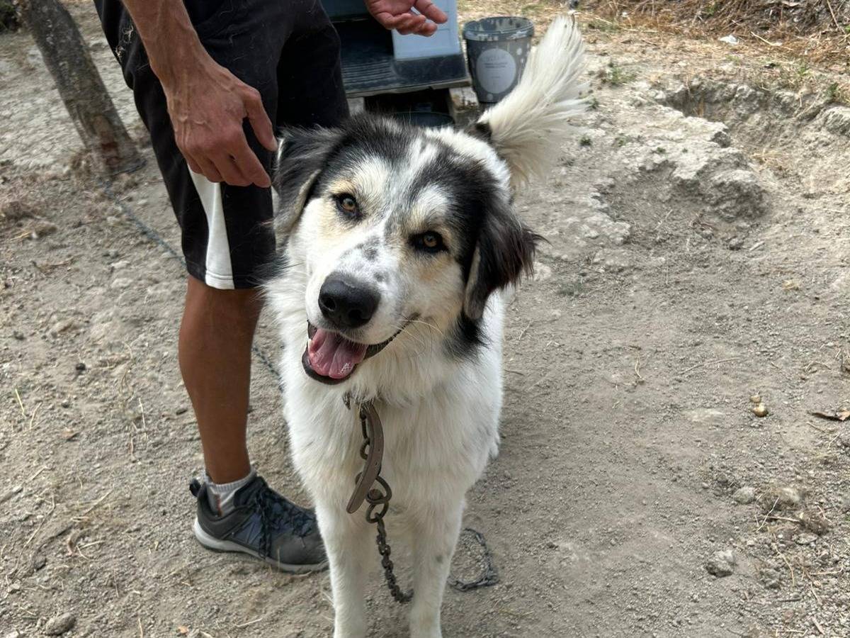 Adotta un cane, maschio, 11 mesi, Catanzaro