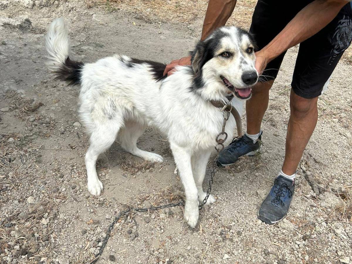 Adotta un cane, taglia grande, maschio, Catanzaro