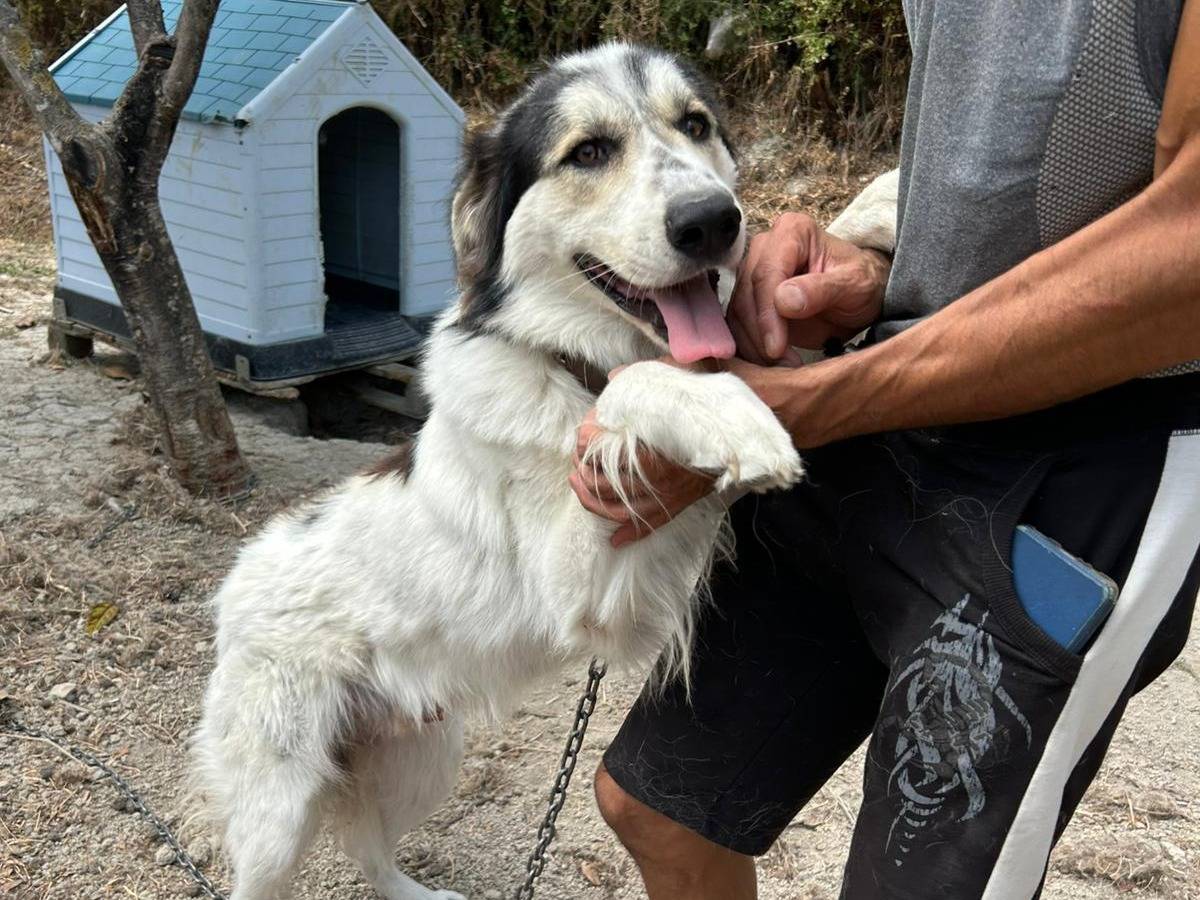 Adotta il cane PABLO a Catanzaro