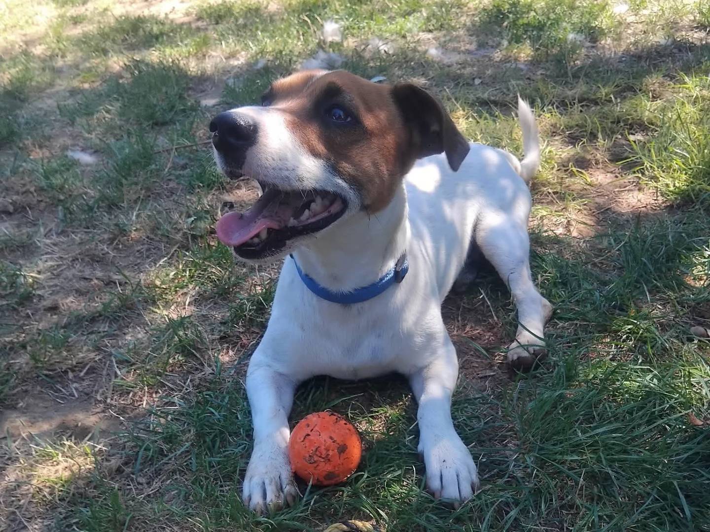 Adozione cane, maschio, Jack Russell Terrier Razza sconosciuta, 3 anni e 6 mesi, taglia piccola, Viterbo