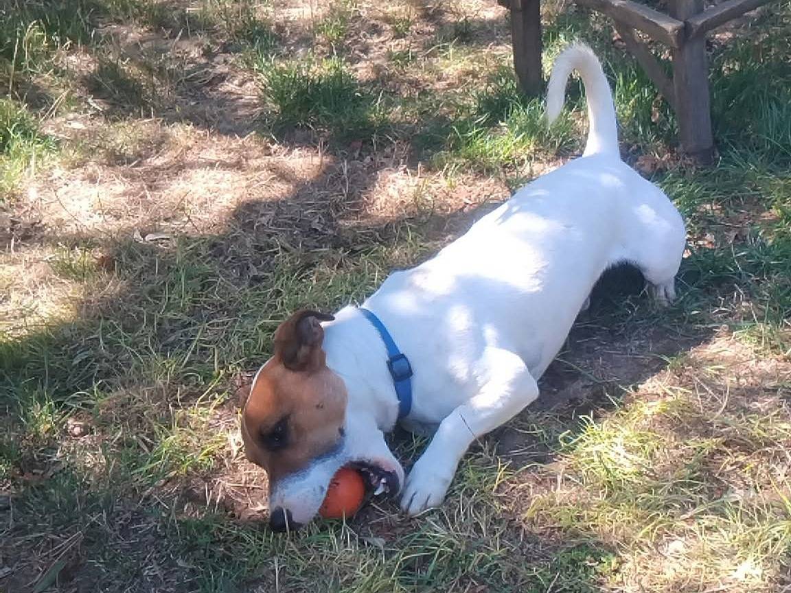 Adotta un cane, maschio, 3 anni e 6 mesi, Viterbo