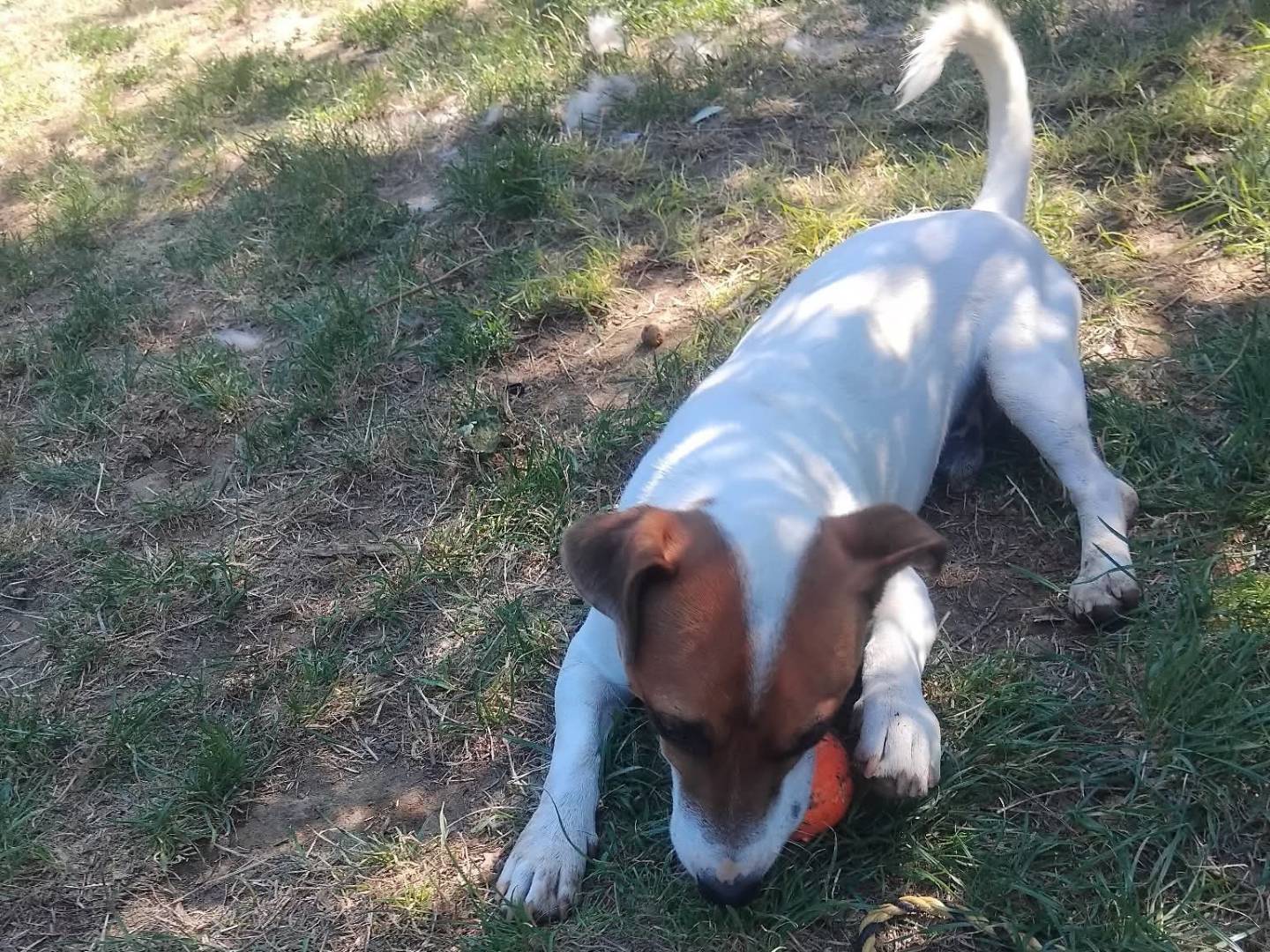 Adotta un cane, taglia piccola, maschio, Viterbo