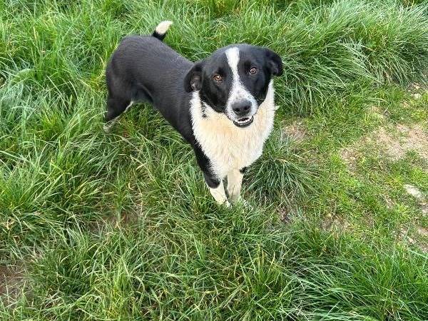 Vuoi adottare un cane a Catanzaro?