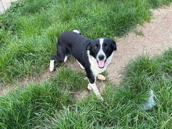 Adotta il cane ALAN a Catanzaro