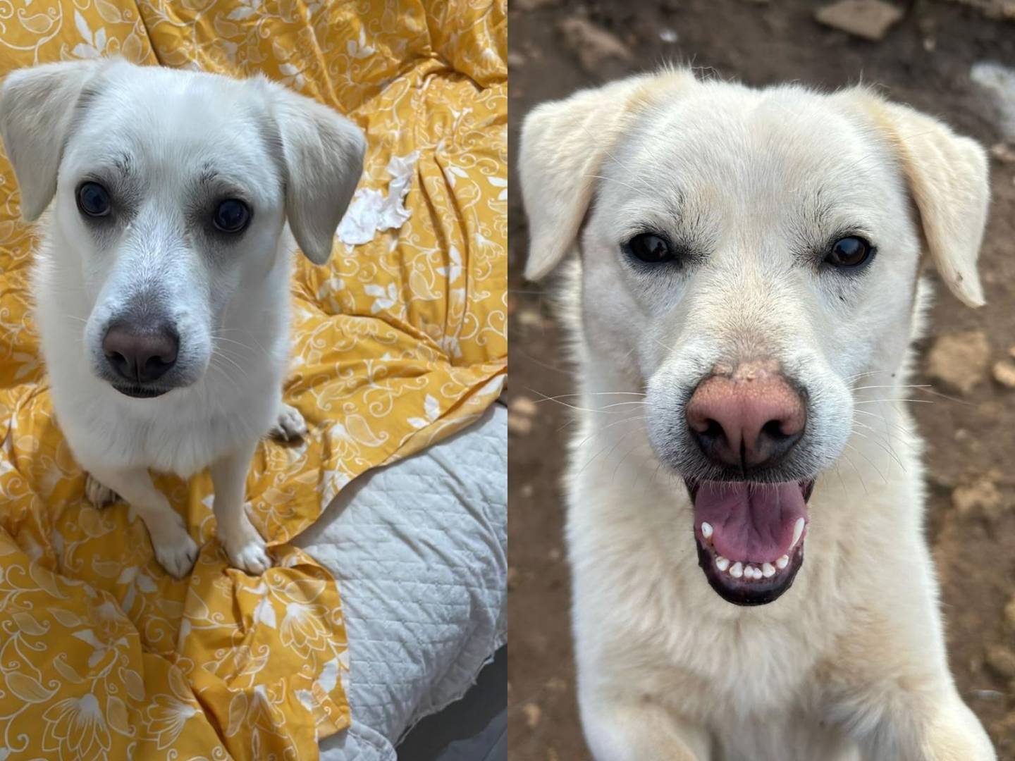 Adotta un cane, taglia media contenuta, maschio, Catanzaro