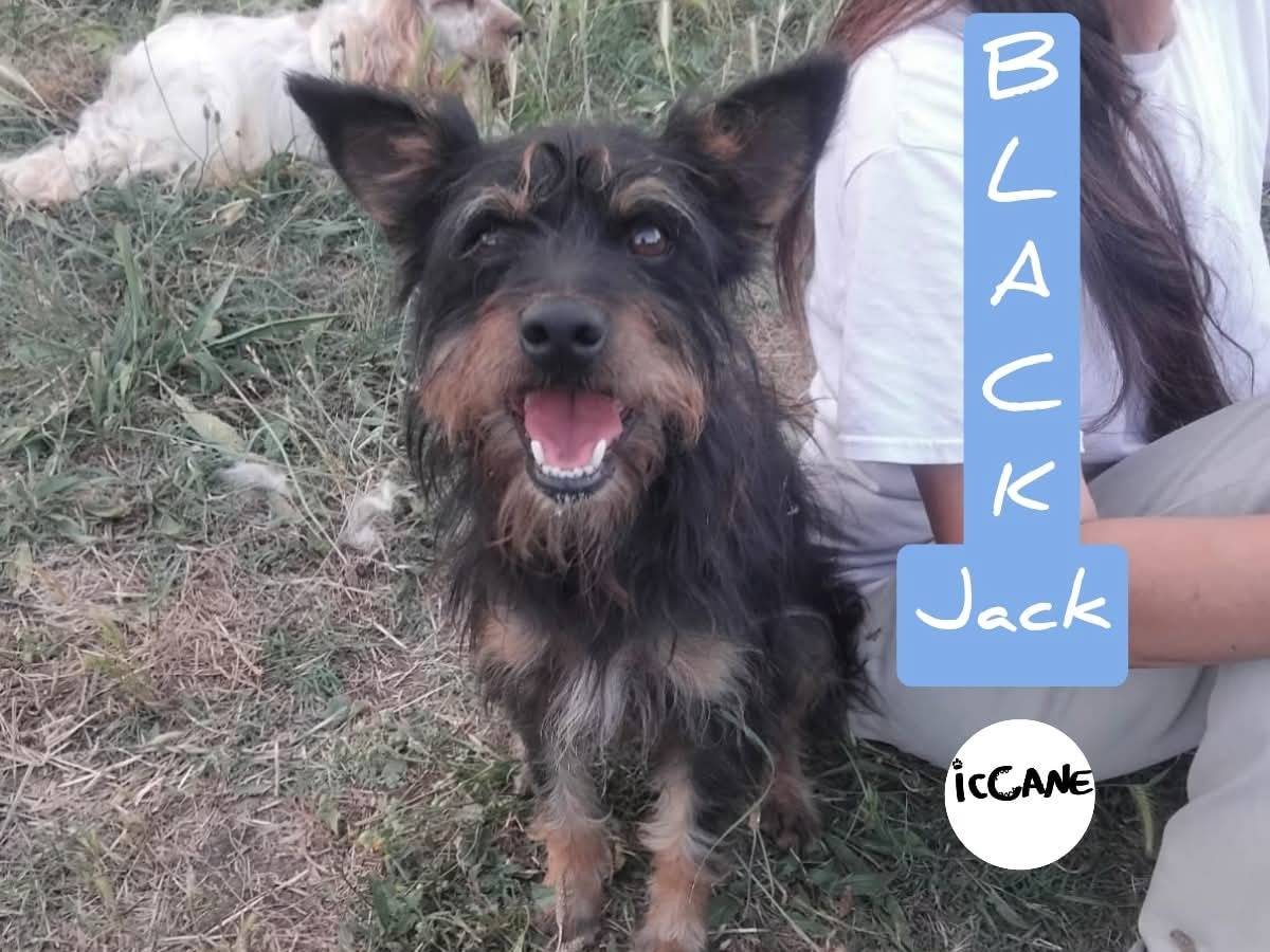 Adozione cane, maschio, Razza sconosciuta Razza sconosciuta, 2 anni e 6 mesi, taglia piccola, Viterbo