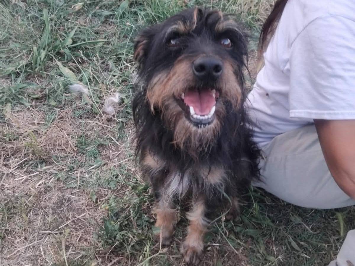 Adotta un cane, maschio, 2 anni e 6 mesi, Viterbo