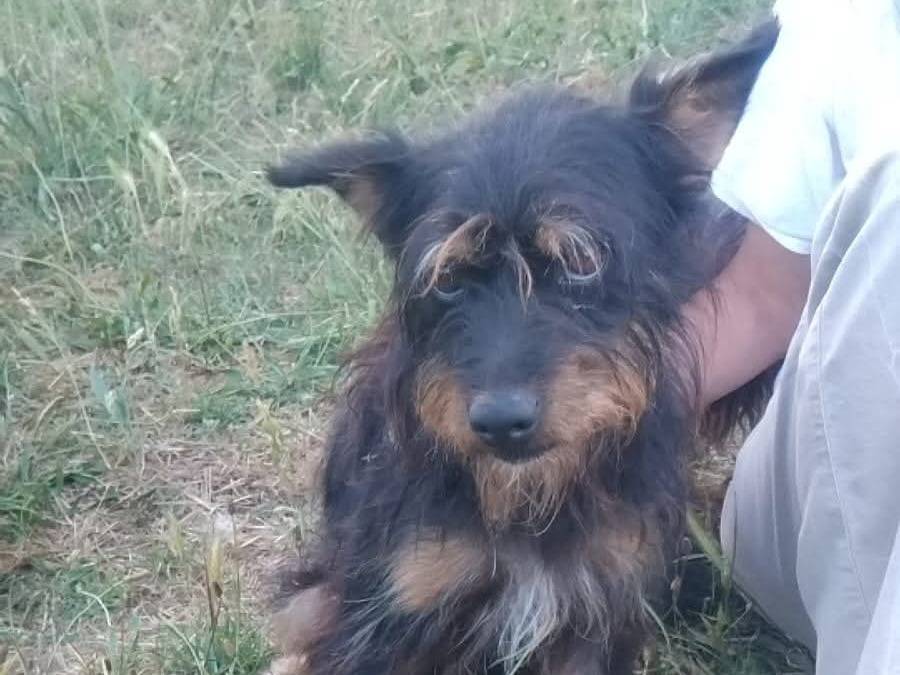 Adotta un cane, taglia piccola, maschio, Viterbo