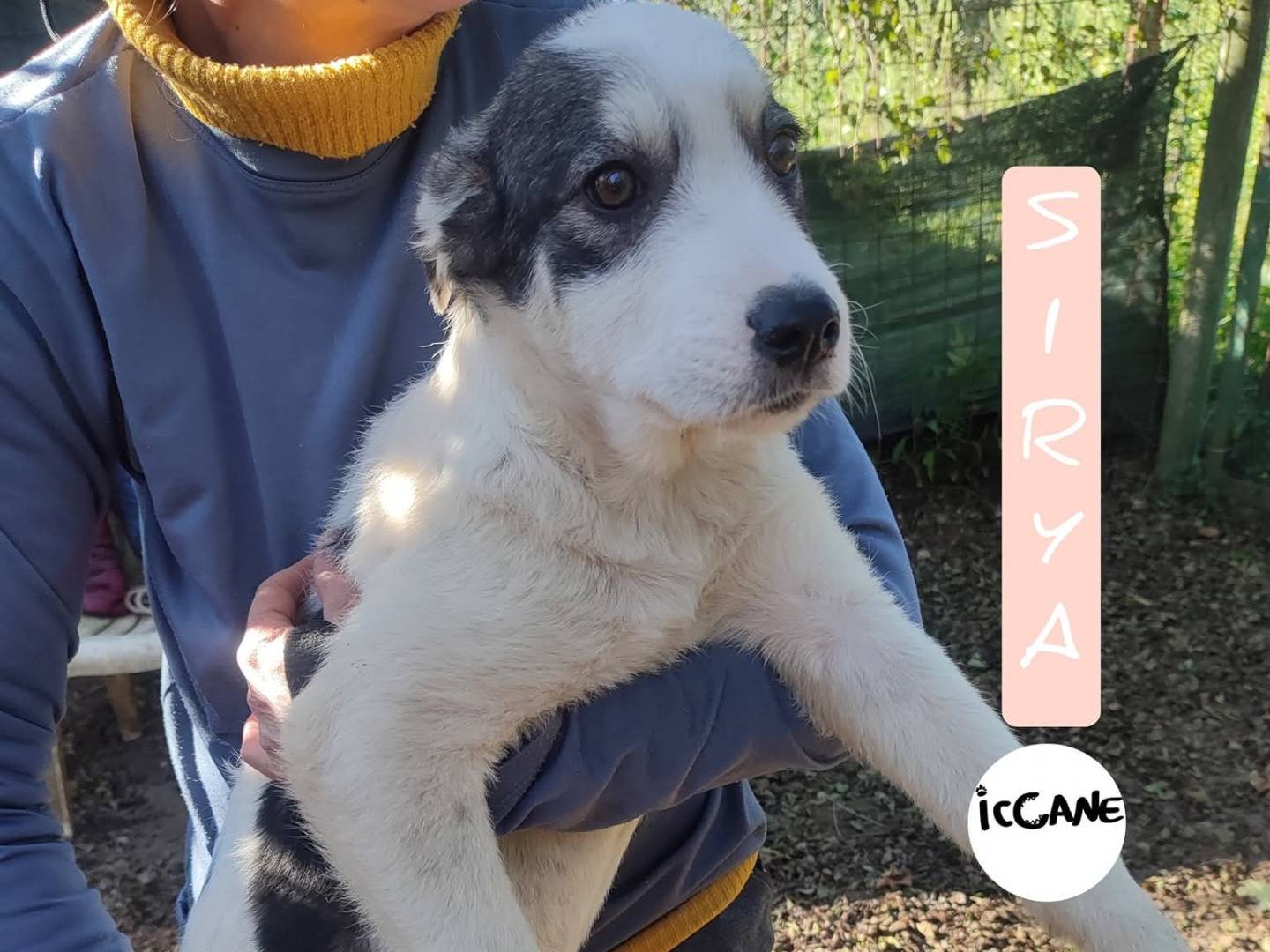 Adozione cane, femmina, Razza sconosciuta Razza sconosciuta, 4 mesi, taglia media, Viterbo