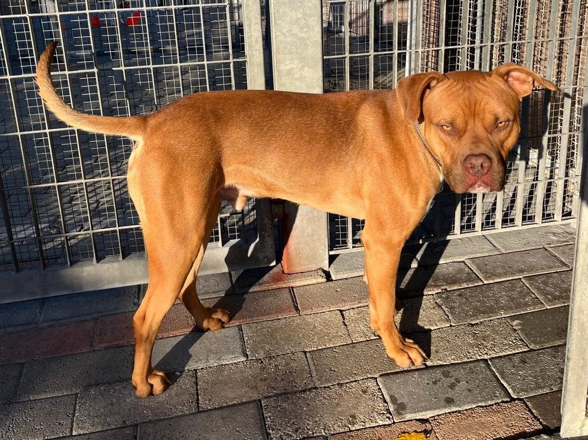 Adozione cane, maschio, Razza sconosciuta Razza sconosciuta, 1 anno e 2 mesi, taglia media, Milano