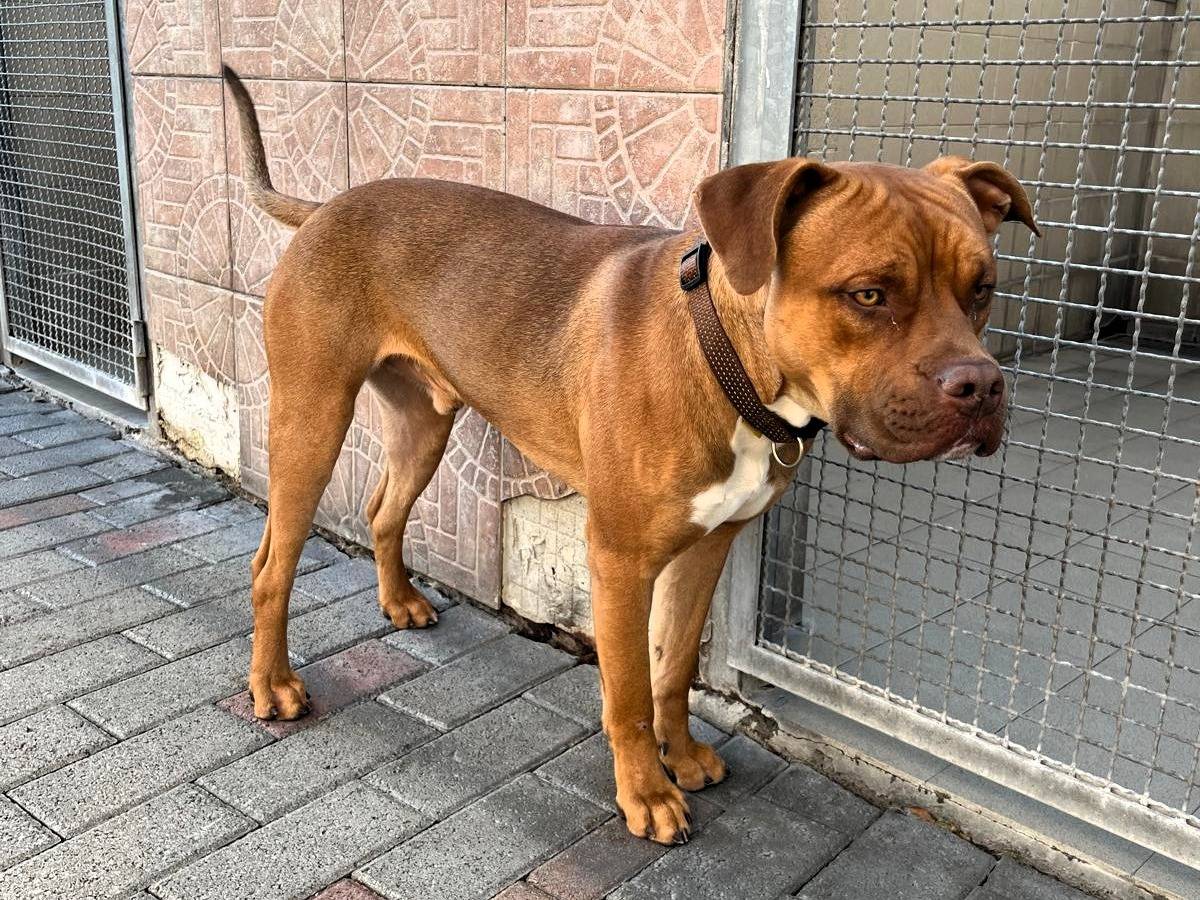 Adotta un cane, maschio, 1 anno e 2 mesi, Milano