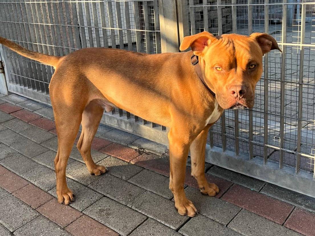 Vuoi adottare un cane a Milano?