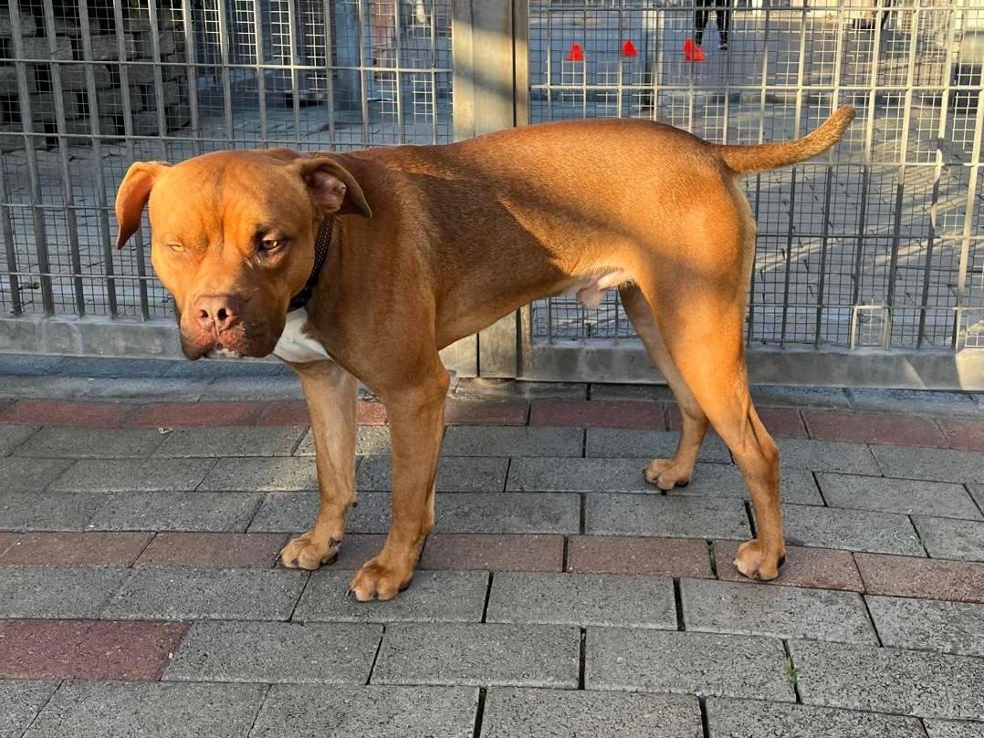 Adotta il cane NILO a Milano