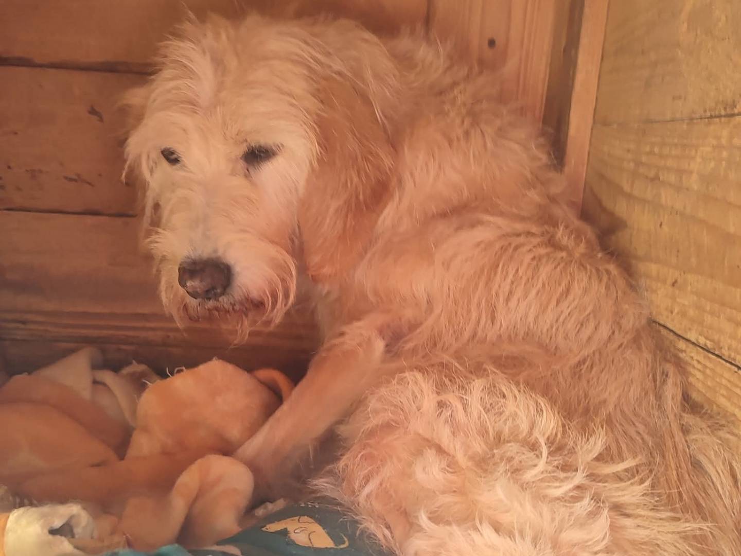 Adotta un cane, femmina, 12 anni e 11 mesi, Viterbo