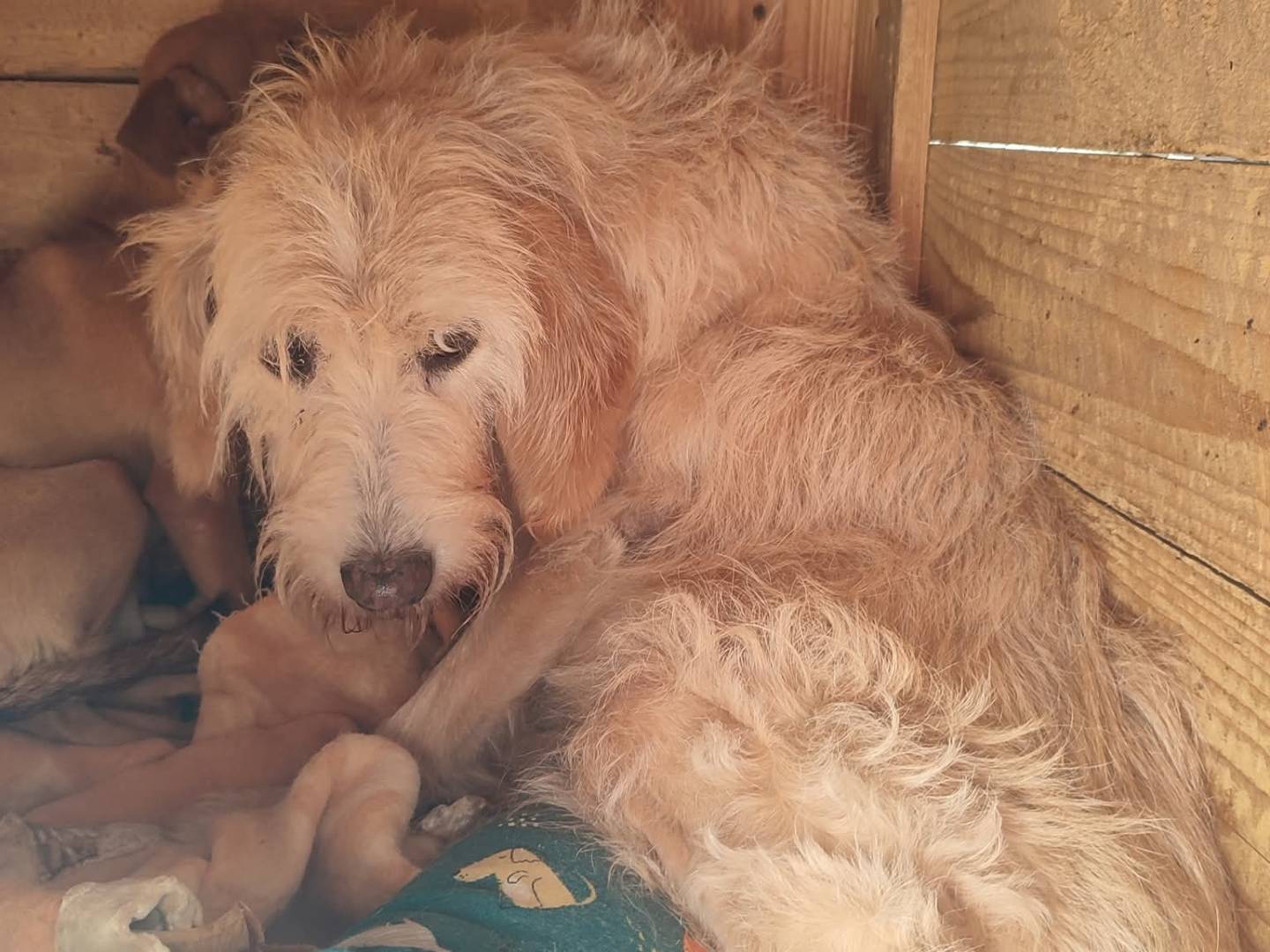 Adotta un cane, taglia media, femmina, Viterbo