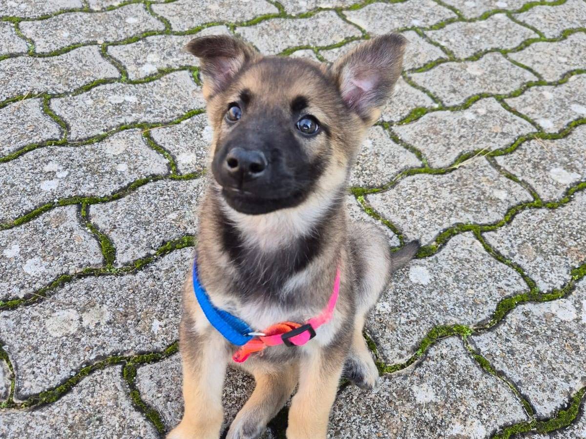 Adozione cane, femmina, Pastore Belga Malinois Razza sconosciuta, 2 mesi, taglia media, Bari