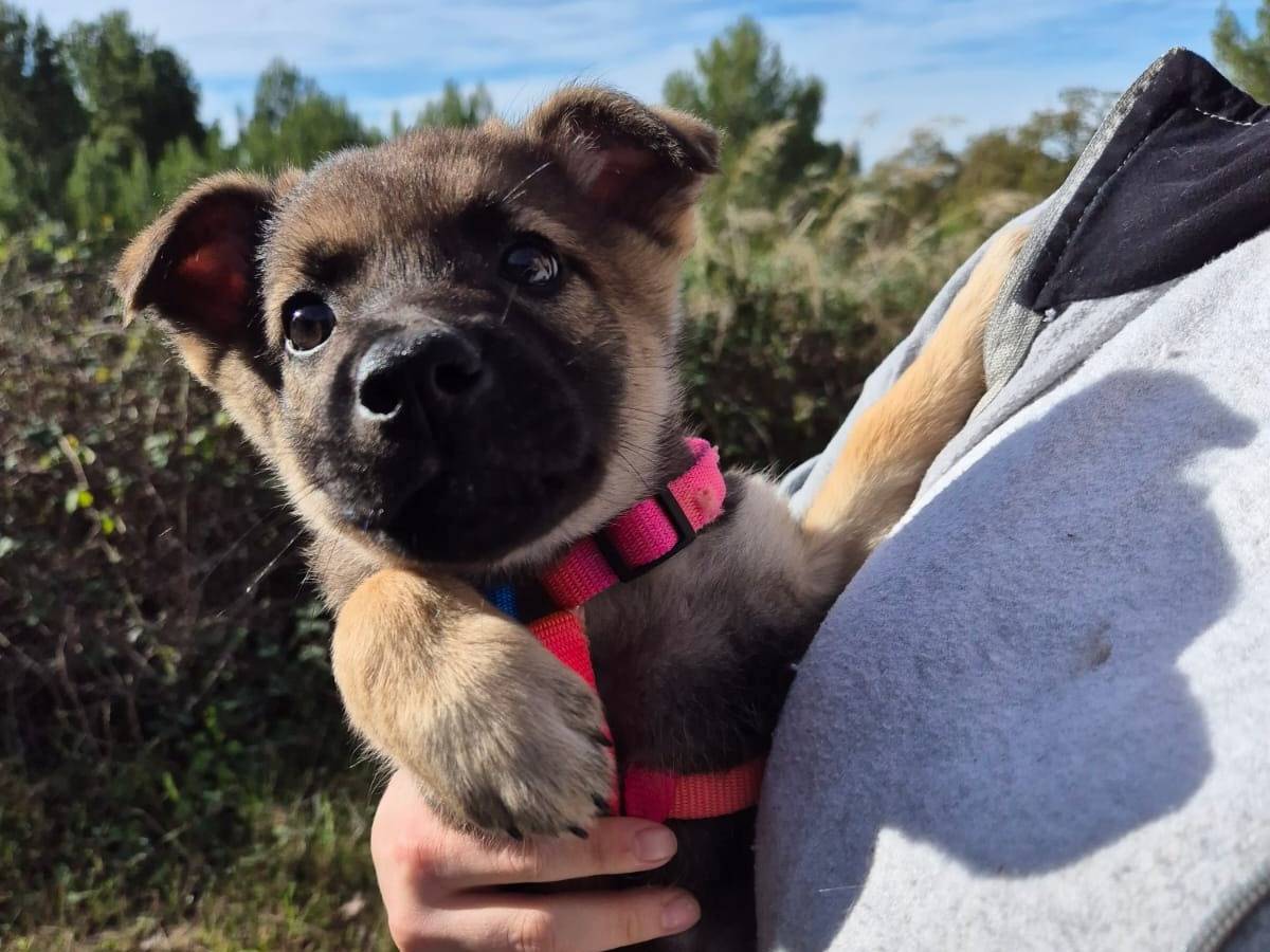 Adotta un cane, taglia media, femmina, Bari