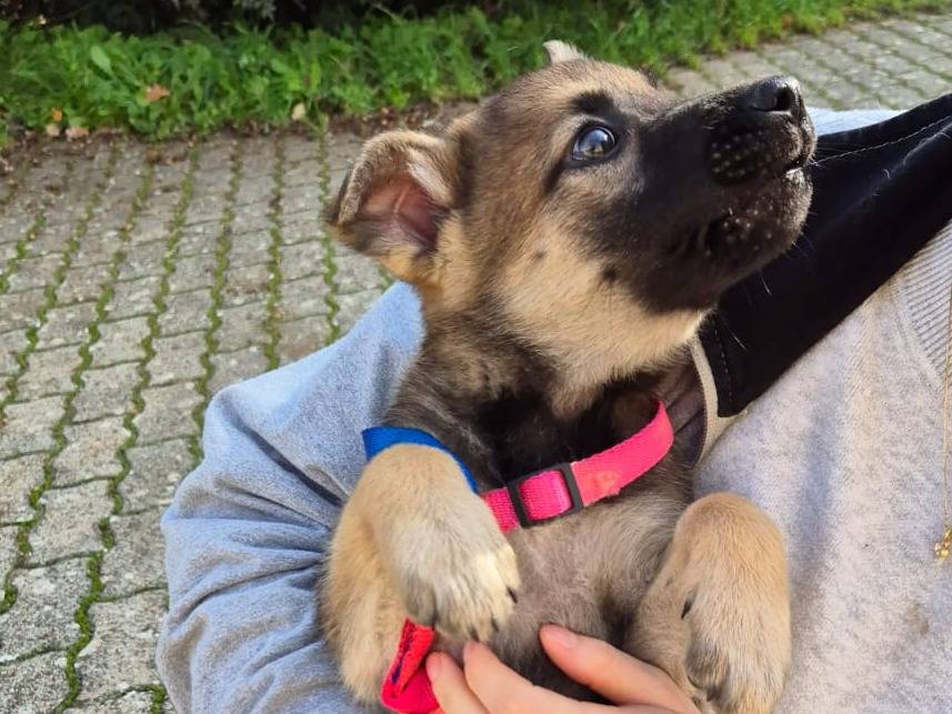 Vuoi adottare un cane a Bari?