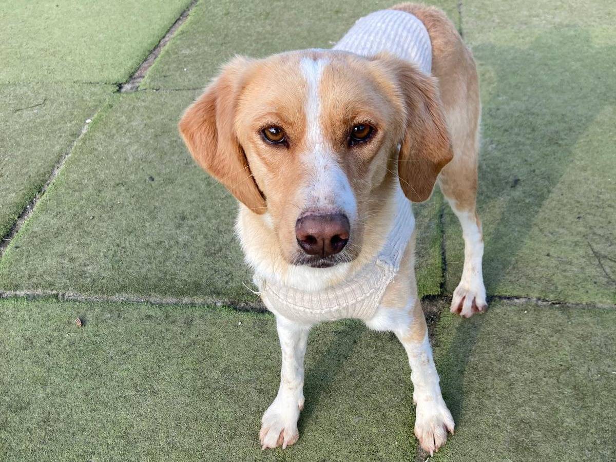 Vuoi adottare un cane a Lecco?