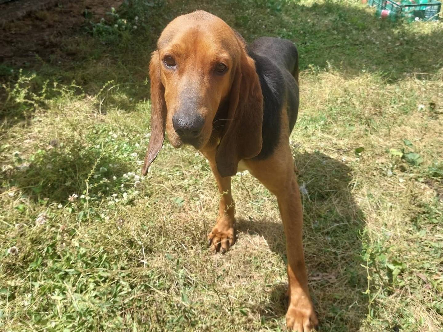 Adozione cane, maschio, Segugio Razza sconosciuta, 6 anni e 6 mesi, taglia media, Viterbo