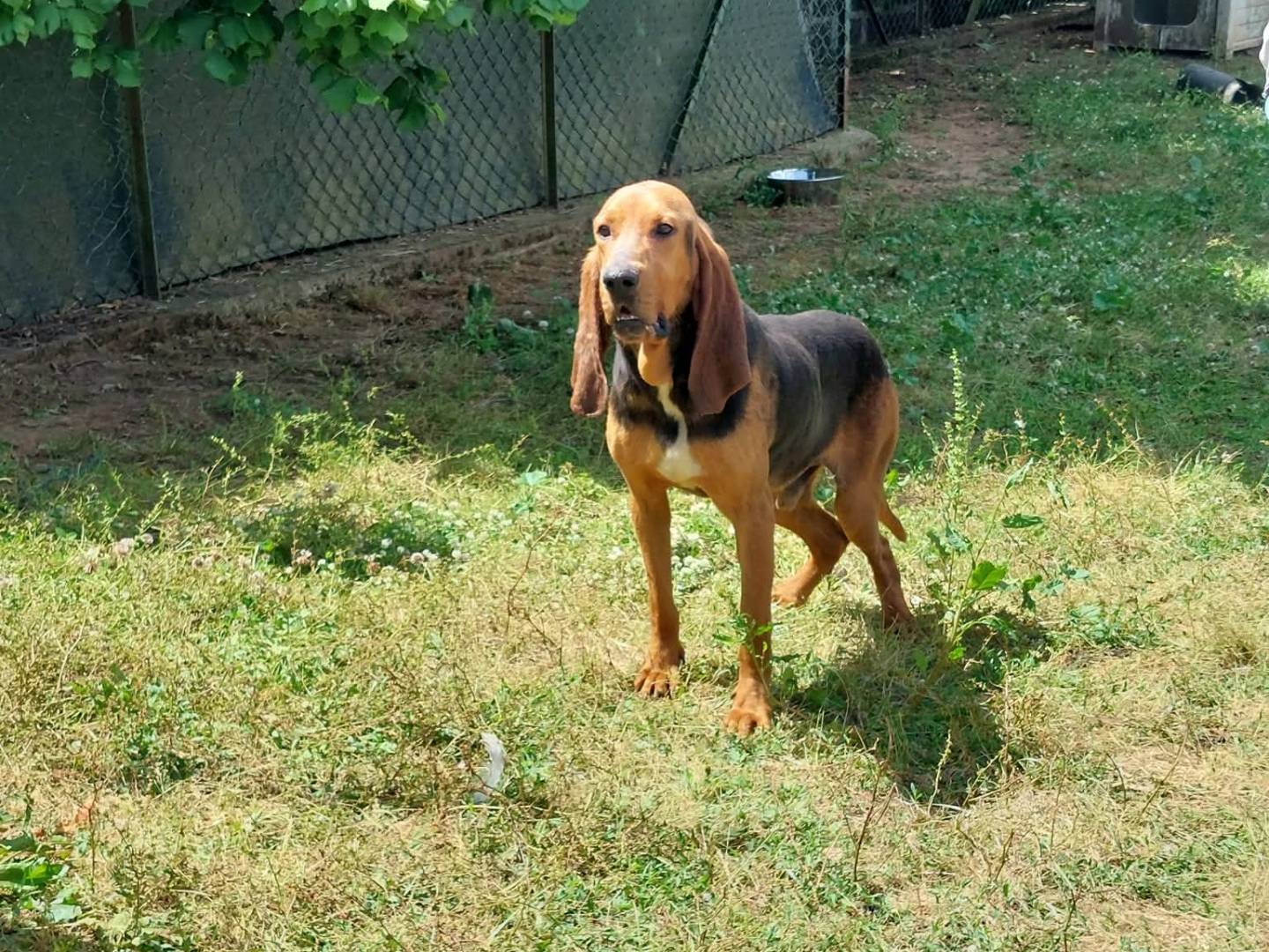 Adotta un cane, maschio, 6 anni e 6 mesi, Viterbo