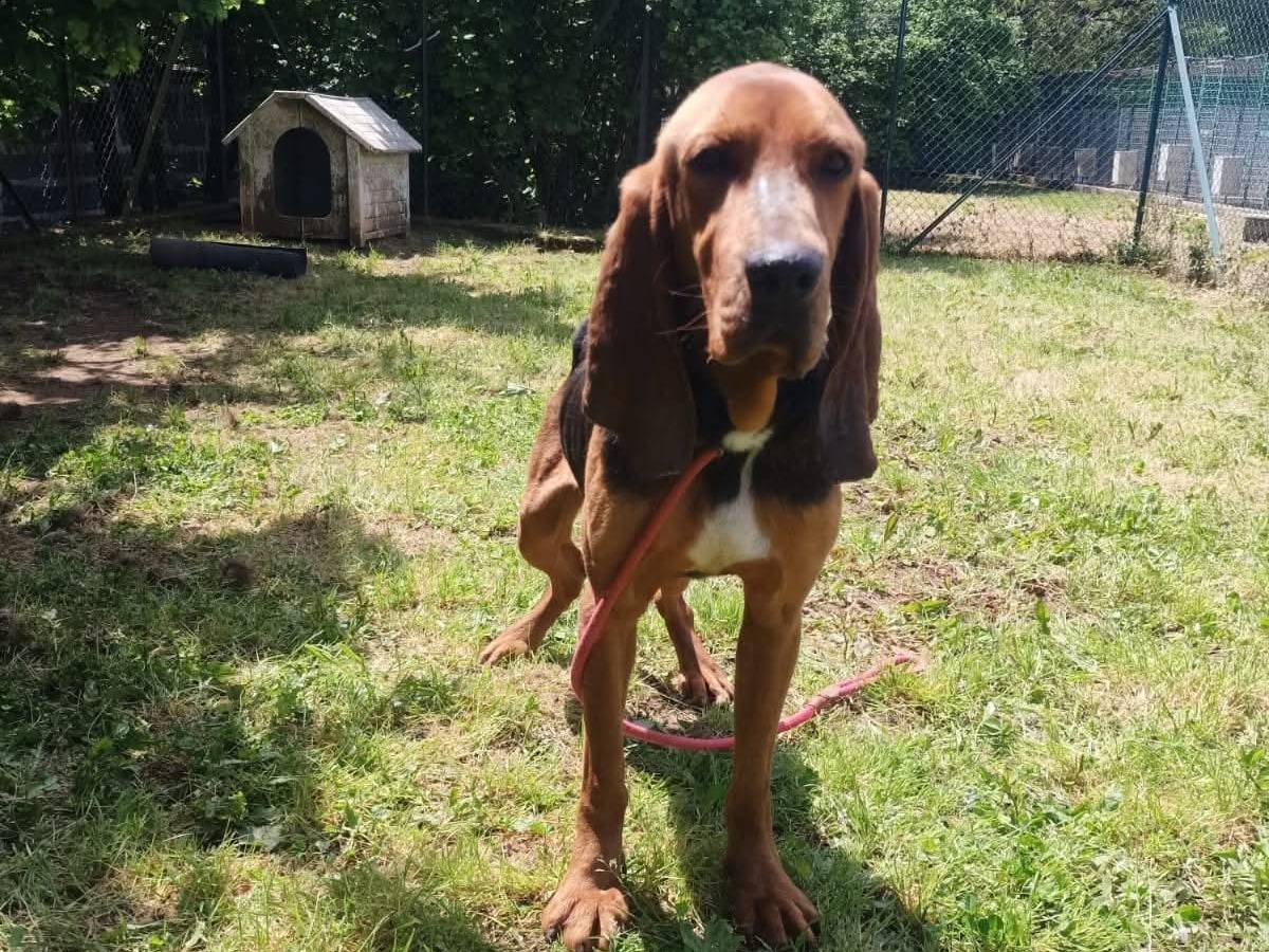 Vuoi adottare un cane a Viterbo?