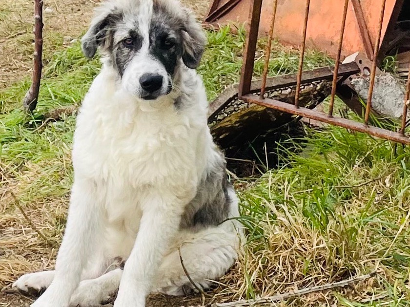 Adozione cane, maschio, Pastore maremmano Border Collie, 5 mesi, taglia grande, Grosseto