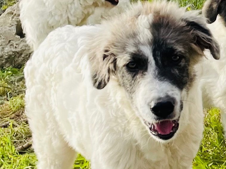 Adotta un cane, maschio, 5 mesi, Grosseto