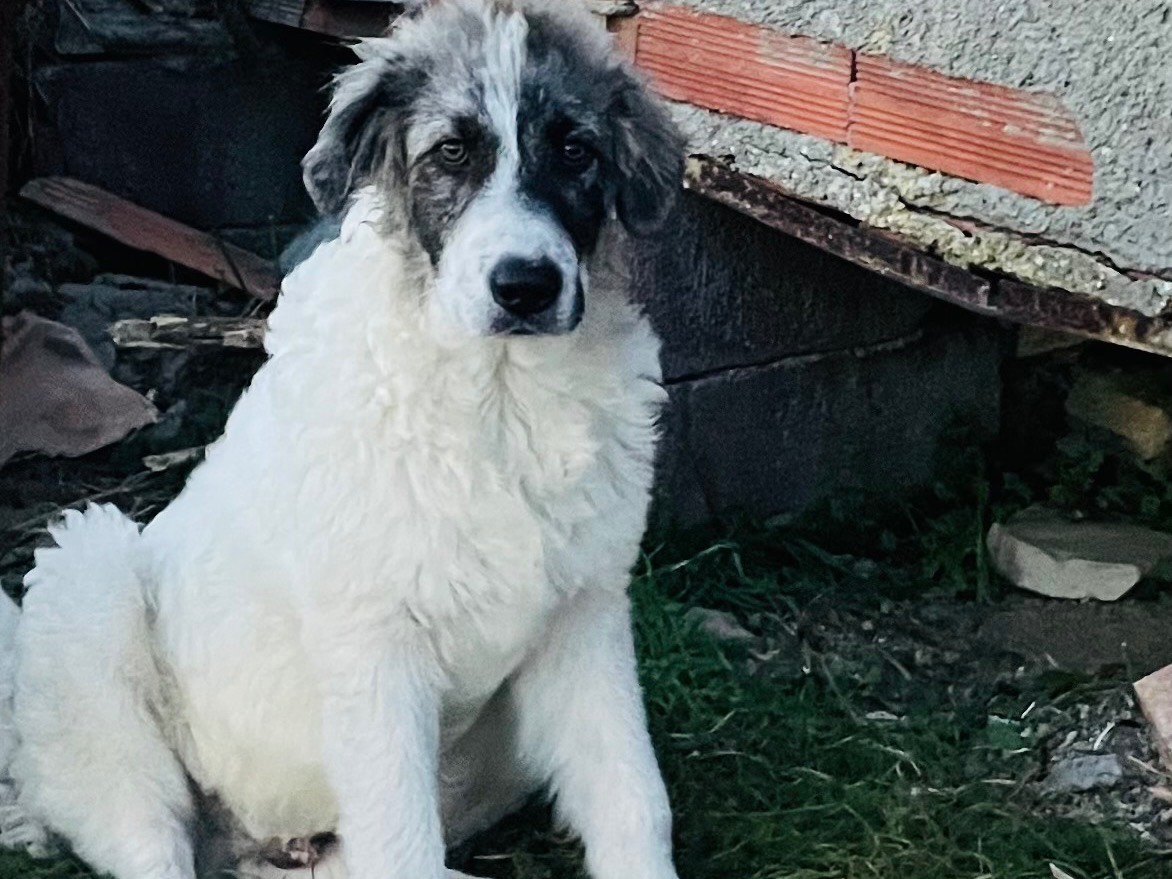 Adotta un cane, taglia grande, maschio, Grosseto
