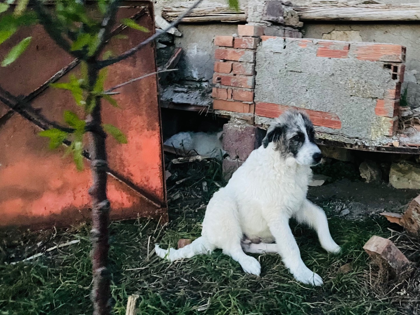 Vuoi adottare un cane a Grosseto?