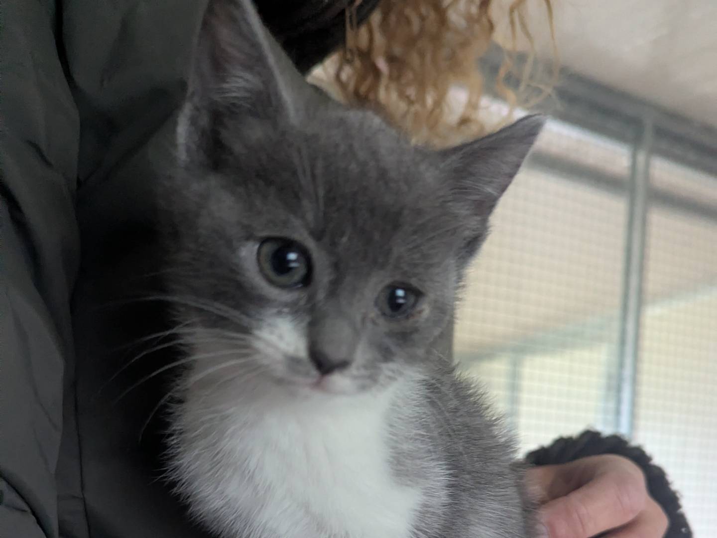 Adozione gatto, femmina, Razza sconosciuta Razza sconosciuta, 2 mesi, taglia non valida, Pisa