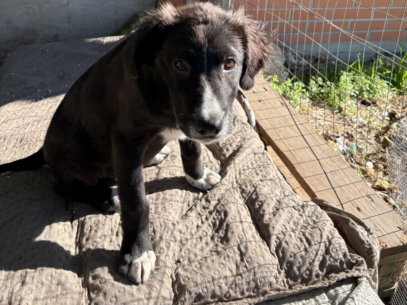 Adozione cane, maschio, Razza sconosciuta Razza sconosciuta, 4 mesi, taglia media, Matera