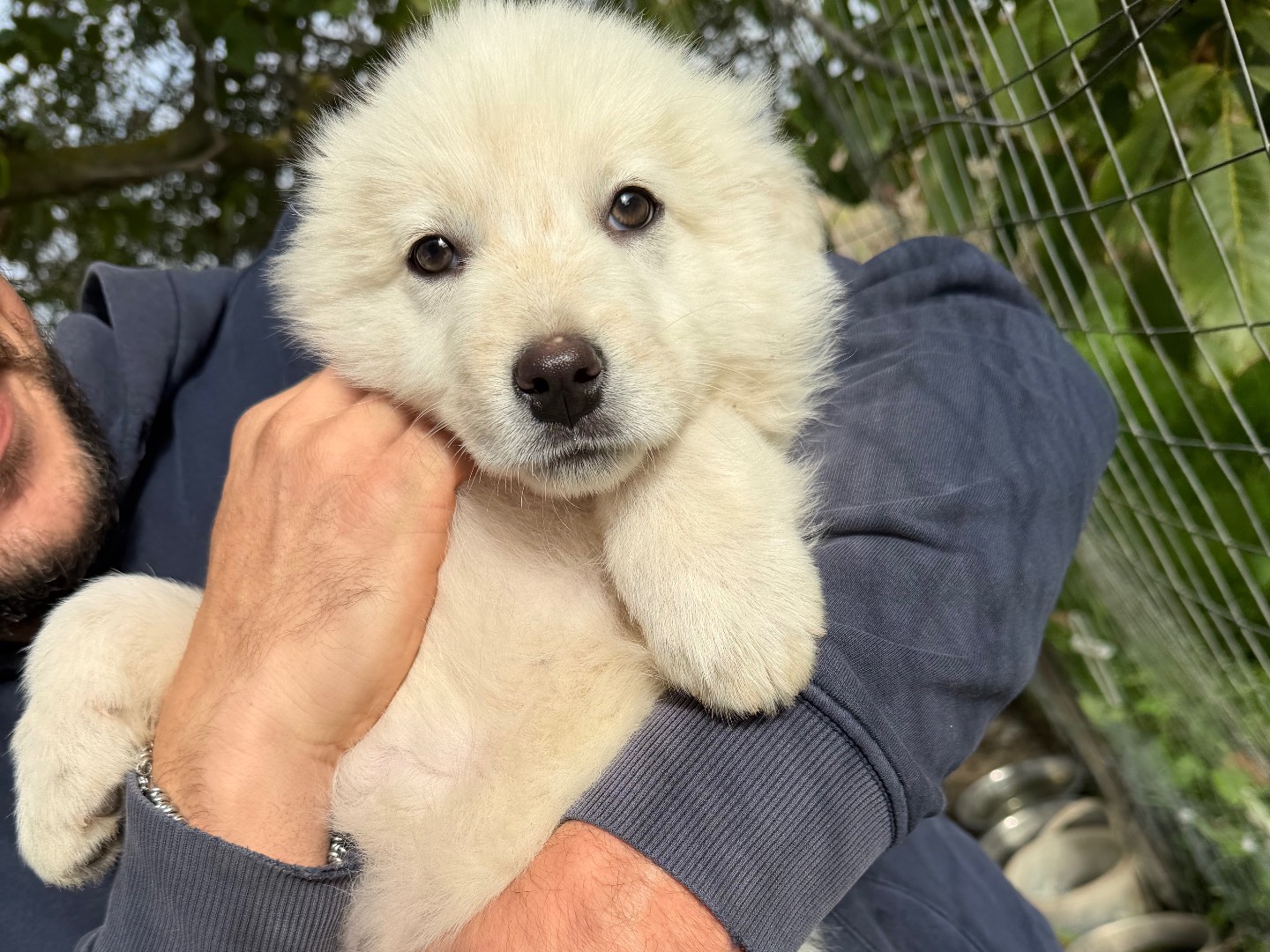 Adozione cane, femmina, Razza sconosciuta Razza sconosciuta, 2 mesi, taglia media, Matera