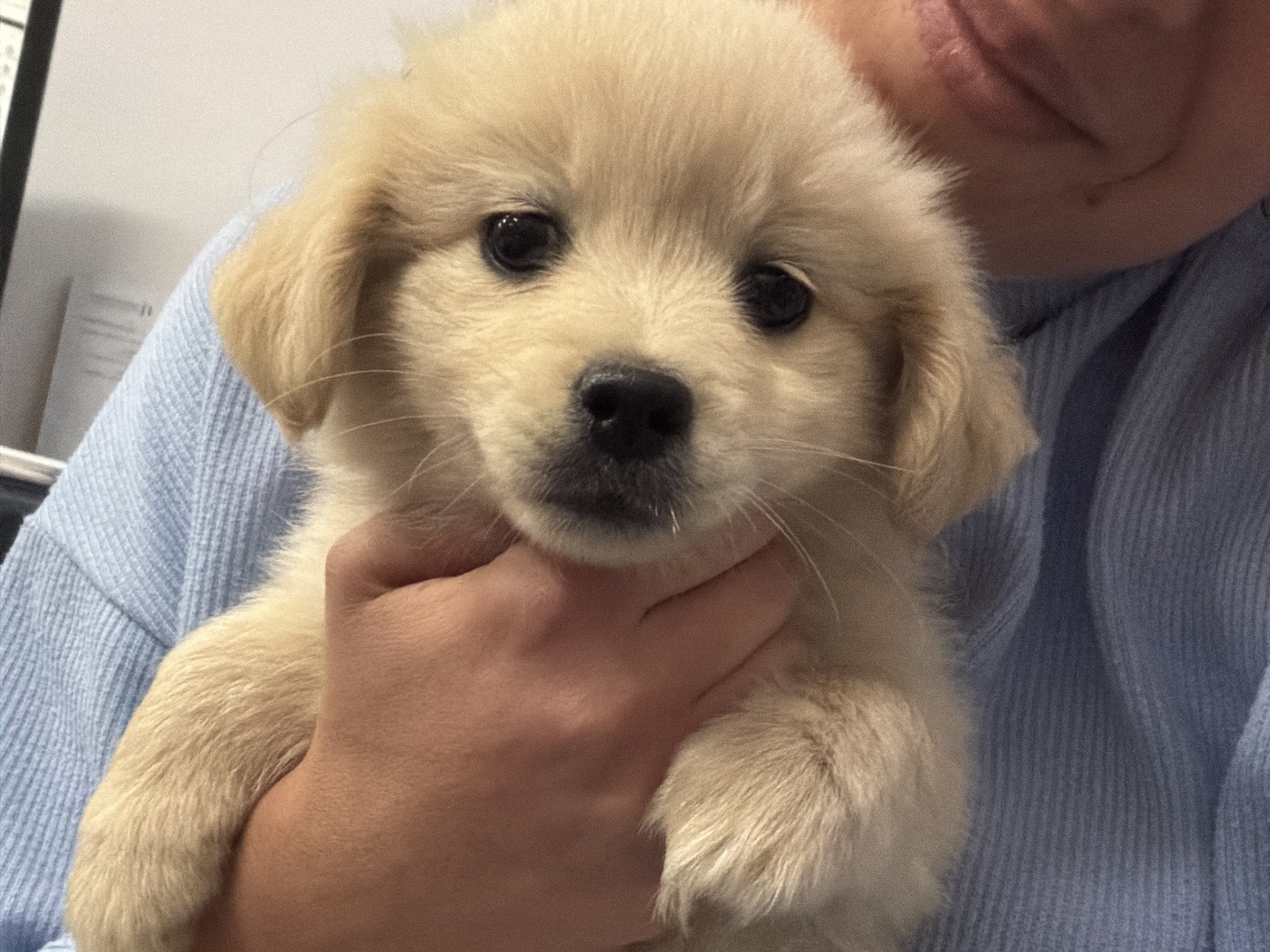 Adozione cane, femmina, Volpino di Pomerania Razza sconosciuta, 3 mesi, taglia piccola, Matera