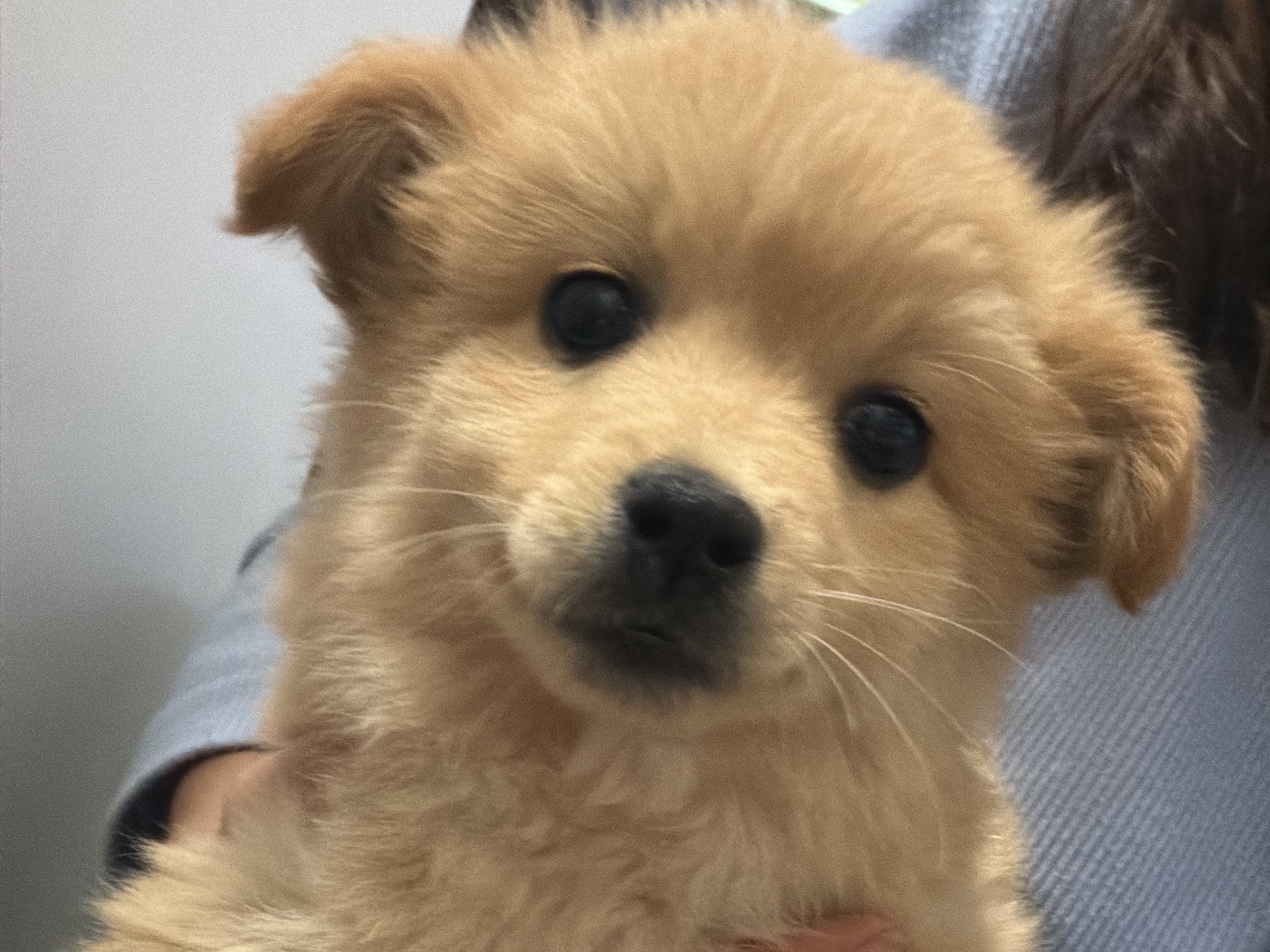 Adozione cane, femmina, Volpino di Pomerania Razza sconosciuta, 3 mesi, taglia piccola, Matera