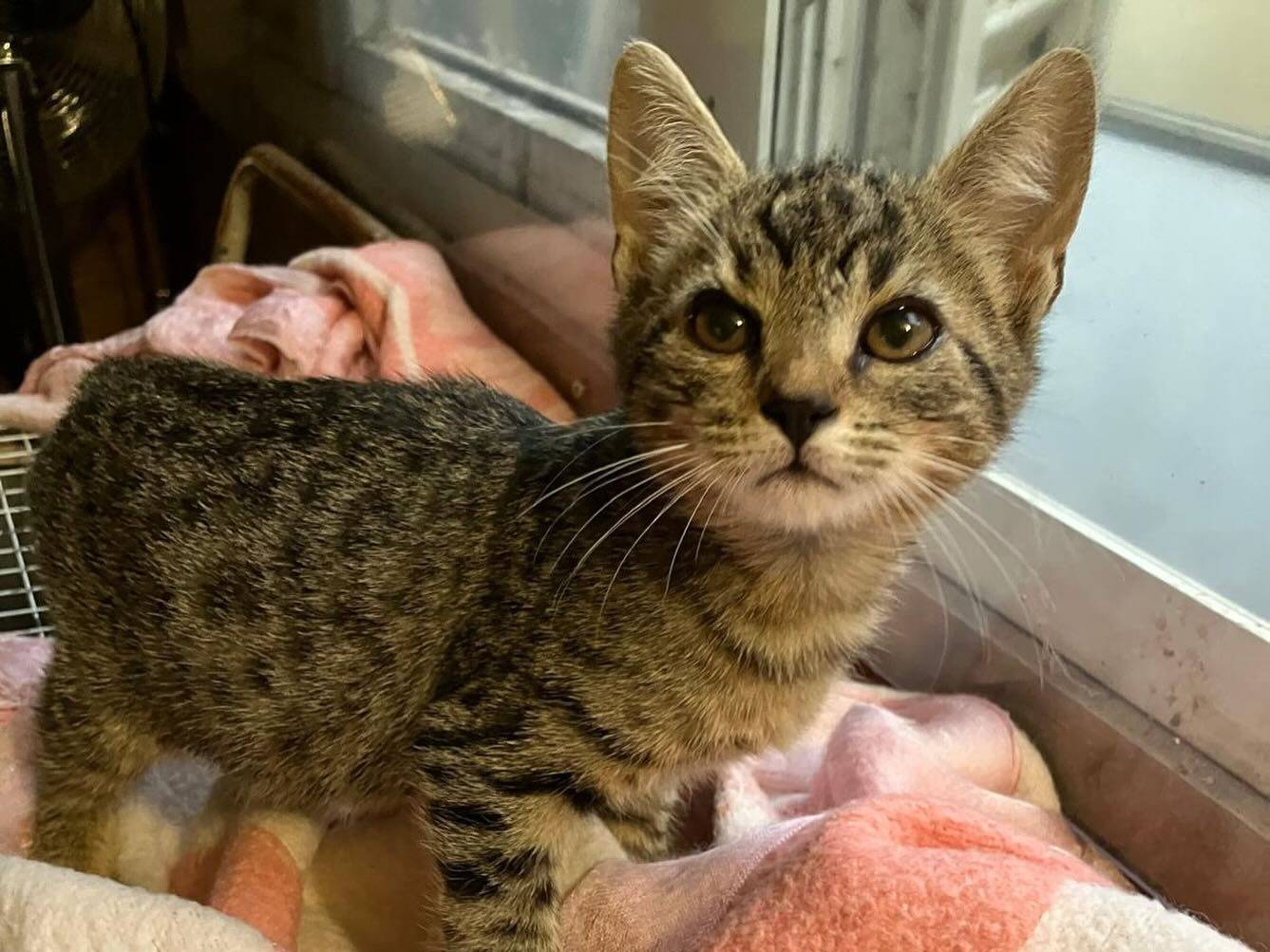 Adozione gatto, maschio, Razza sconosciuta Razza sconosciuta, 3 mesi, taglia non valida, Roma