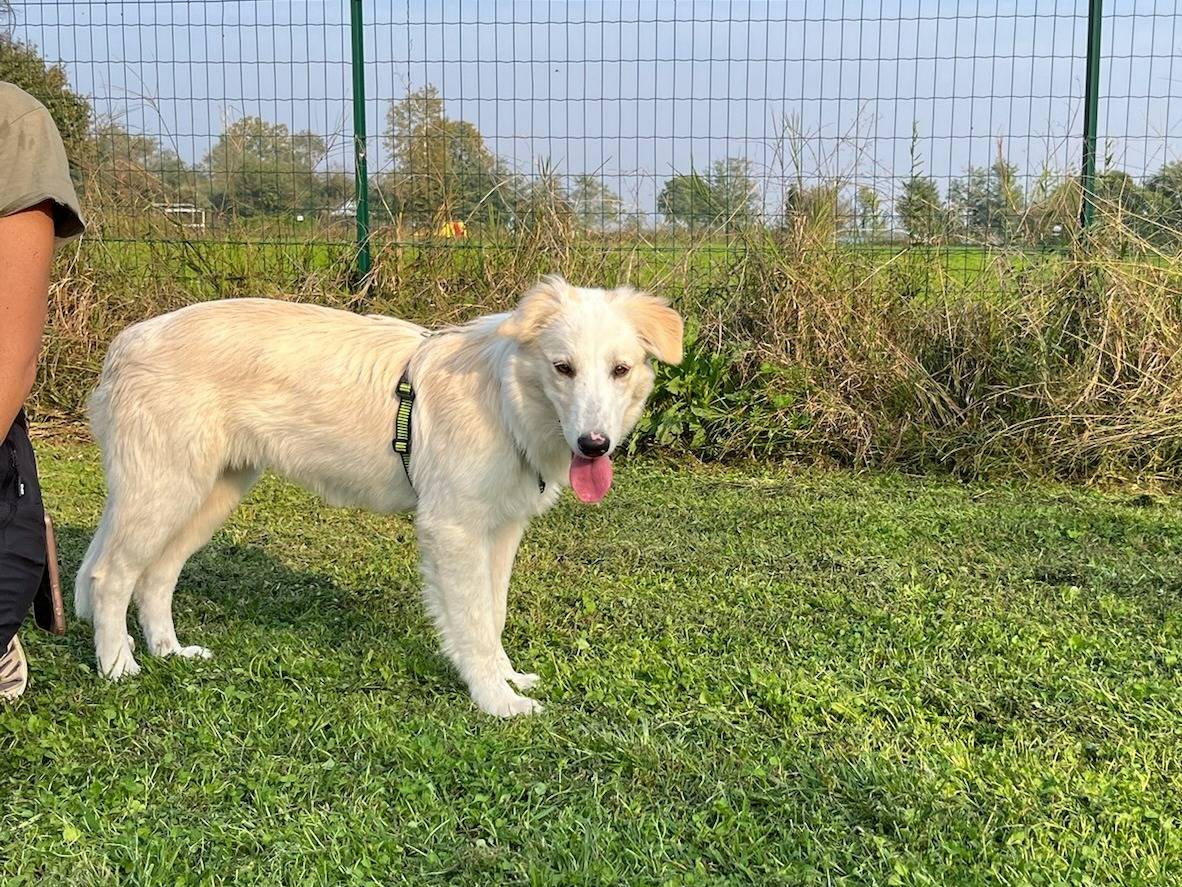 Adotta un cane, femmina, 10 mesi, Milano