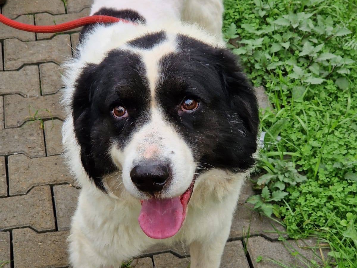 Adozione cane, maschio, Razza sconosciuta Razza sconosciuta, 4 anni e 1 mese, taglia grande, Trento