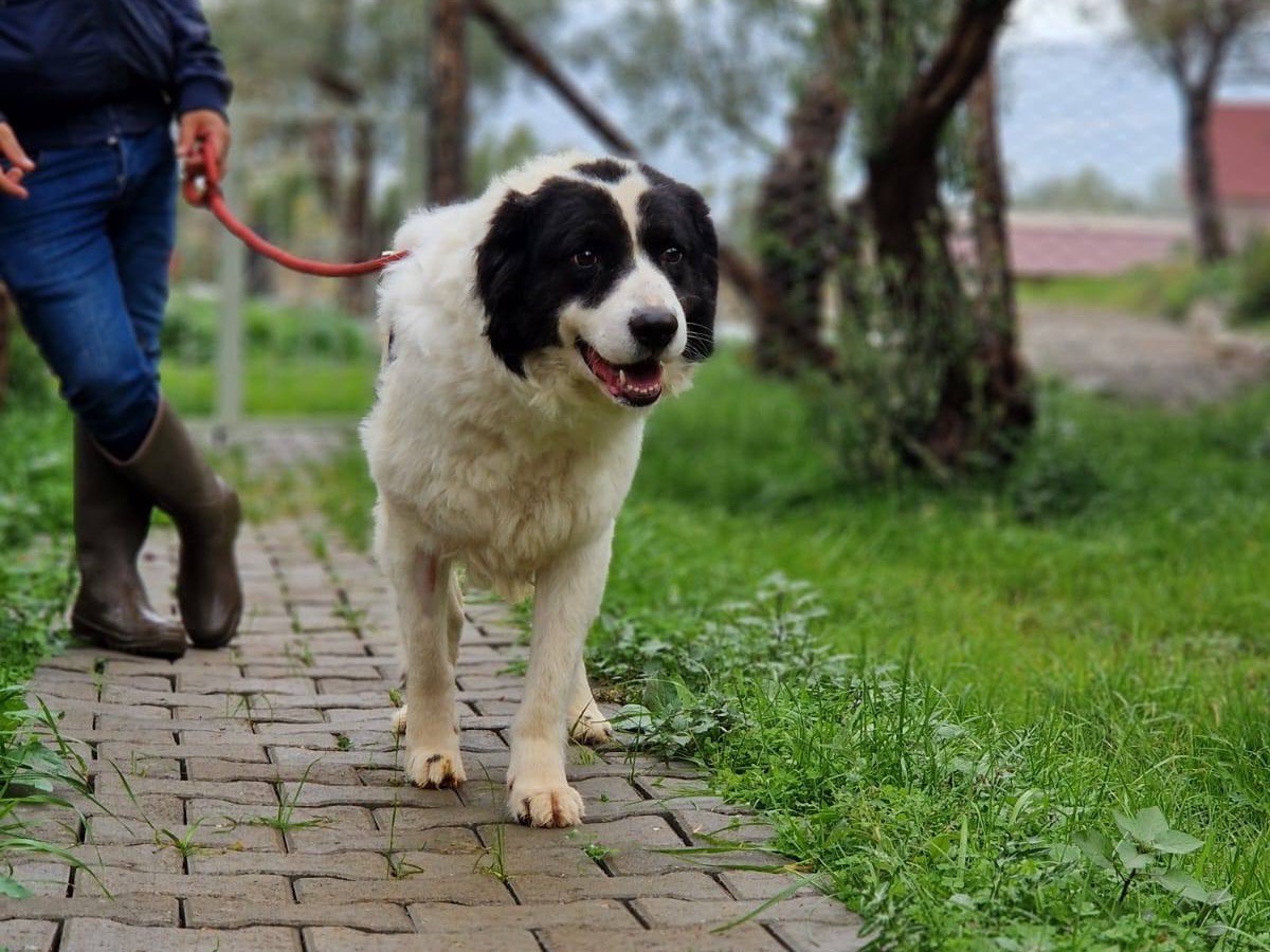 Adotta un cane, maschio, 4 anni e 1 mese, Trento
