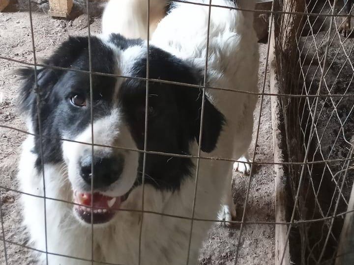 Adotta un cane, taglia grande, maschio, Trento