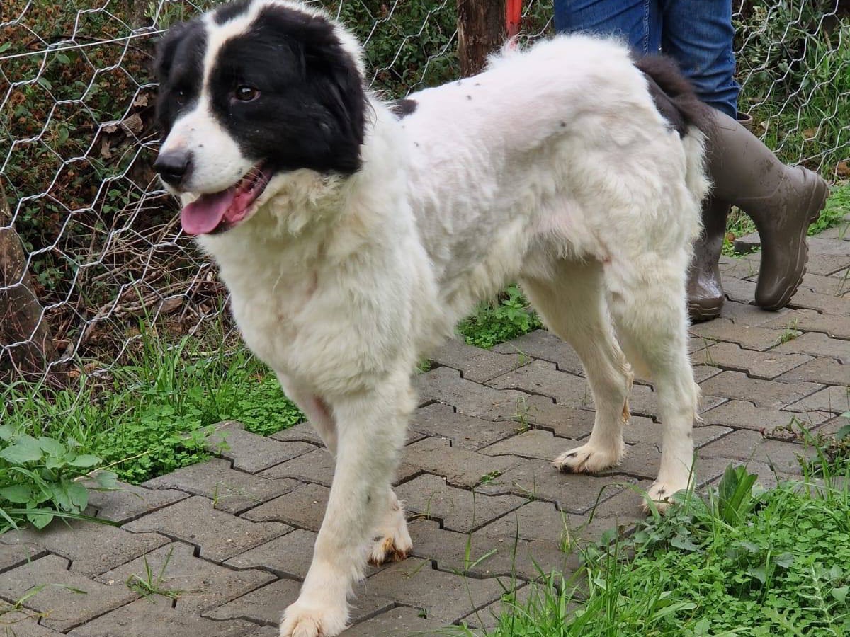 Vuoi adottare un cane a Trento?