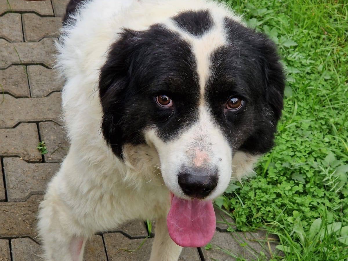 Adotta il cane Macchia a Trento