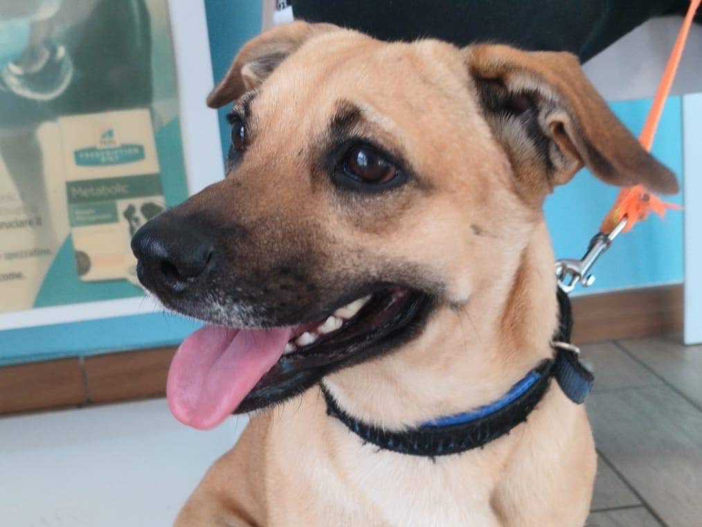 Vuoi adottare un cane a Venezia?