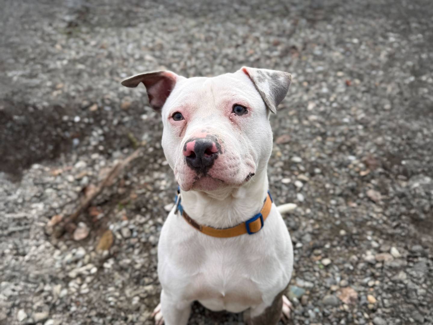 Adozione cane, maschio, Pitbull Razza sconosciuta, 2 anni e 3 mesi, taglia media, Bologna