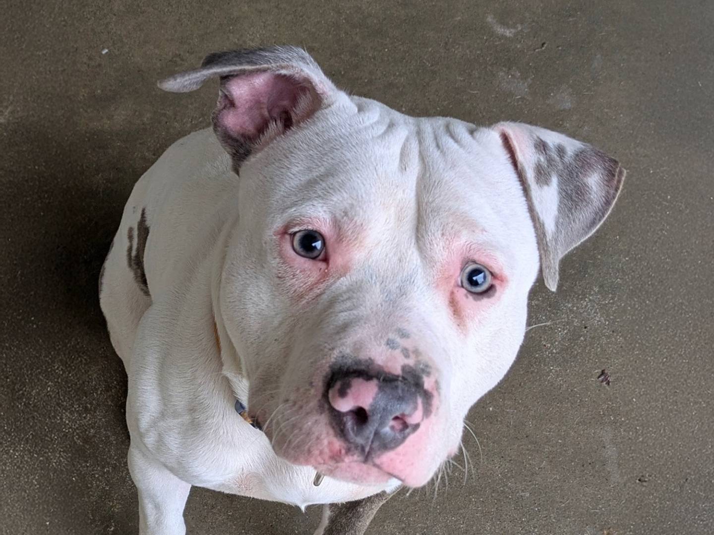 Adotta un cane, maschio, 2 anni e 3 mesi, Bologna