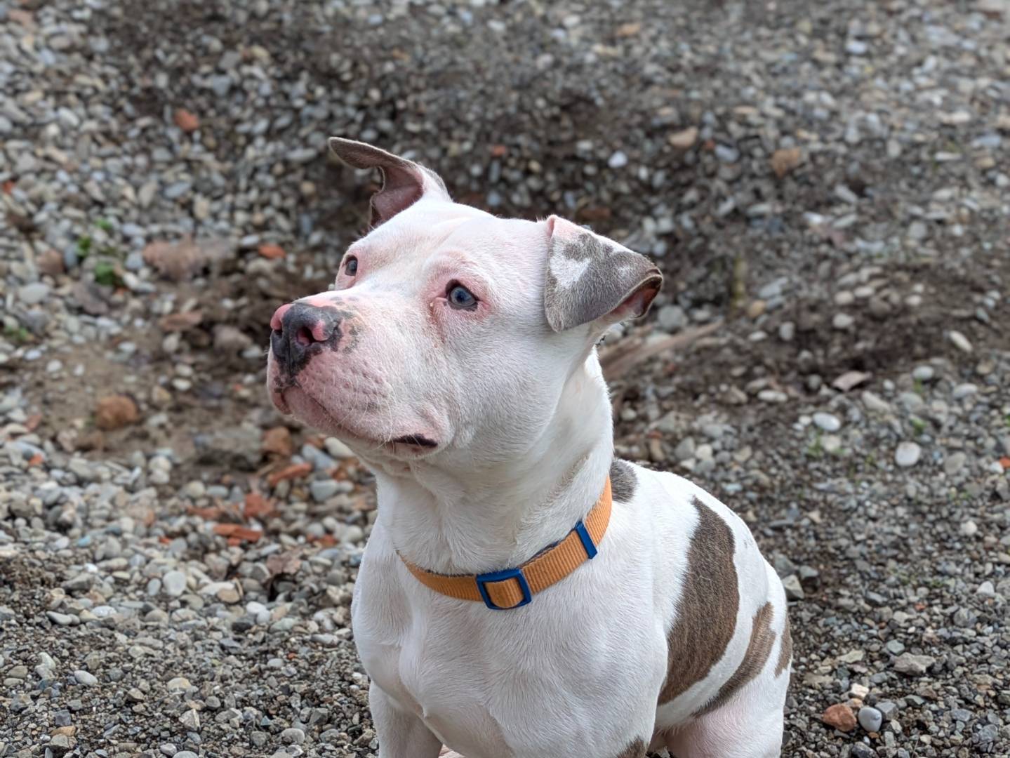 Adotta un cane, taglia media, maschio, Bologna